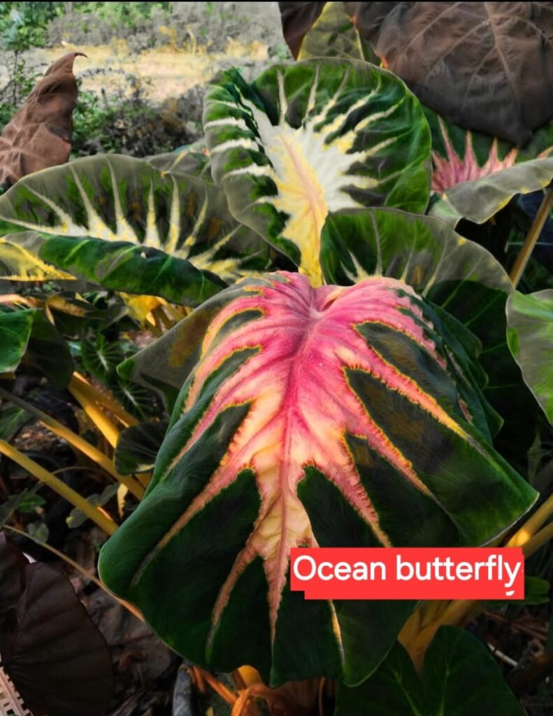 Колоказия Ocean Butterfry