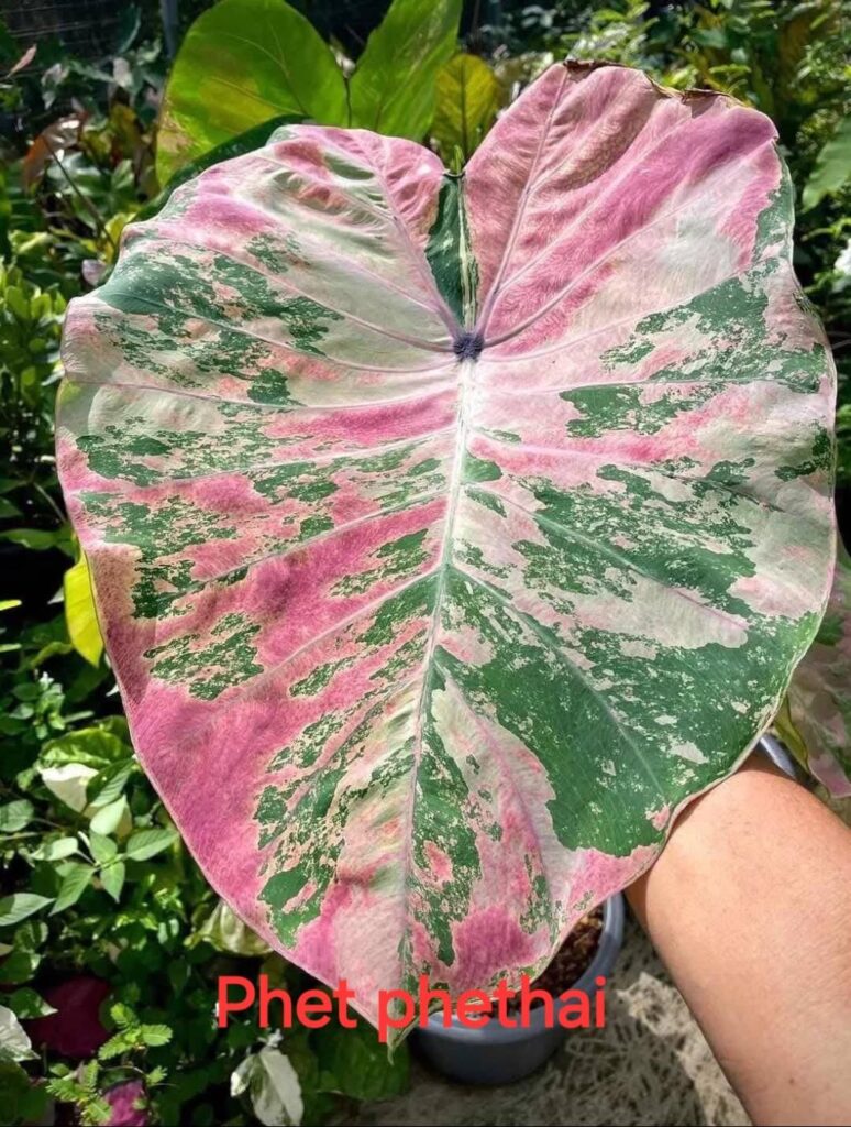 Колоказия Phet phethai