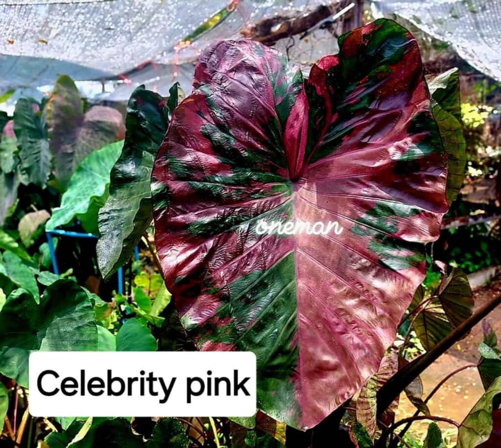 Колоказия Celebrity Pink