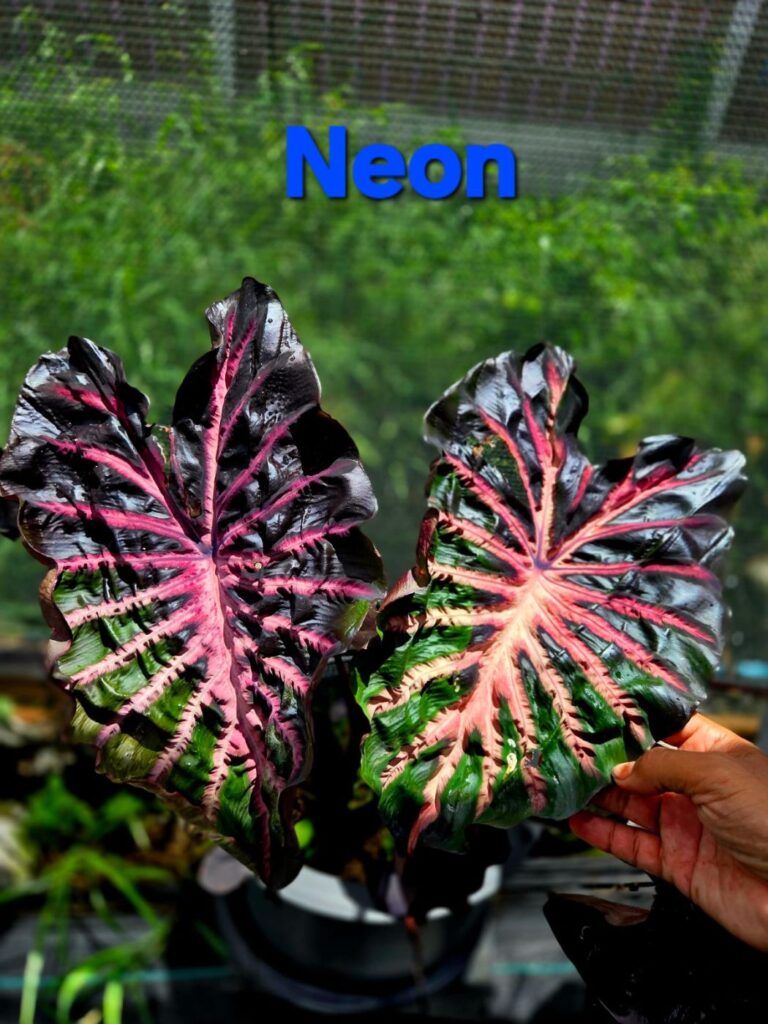 Колоказия Neon