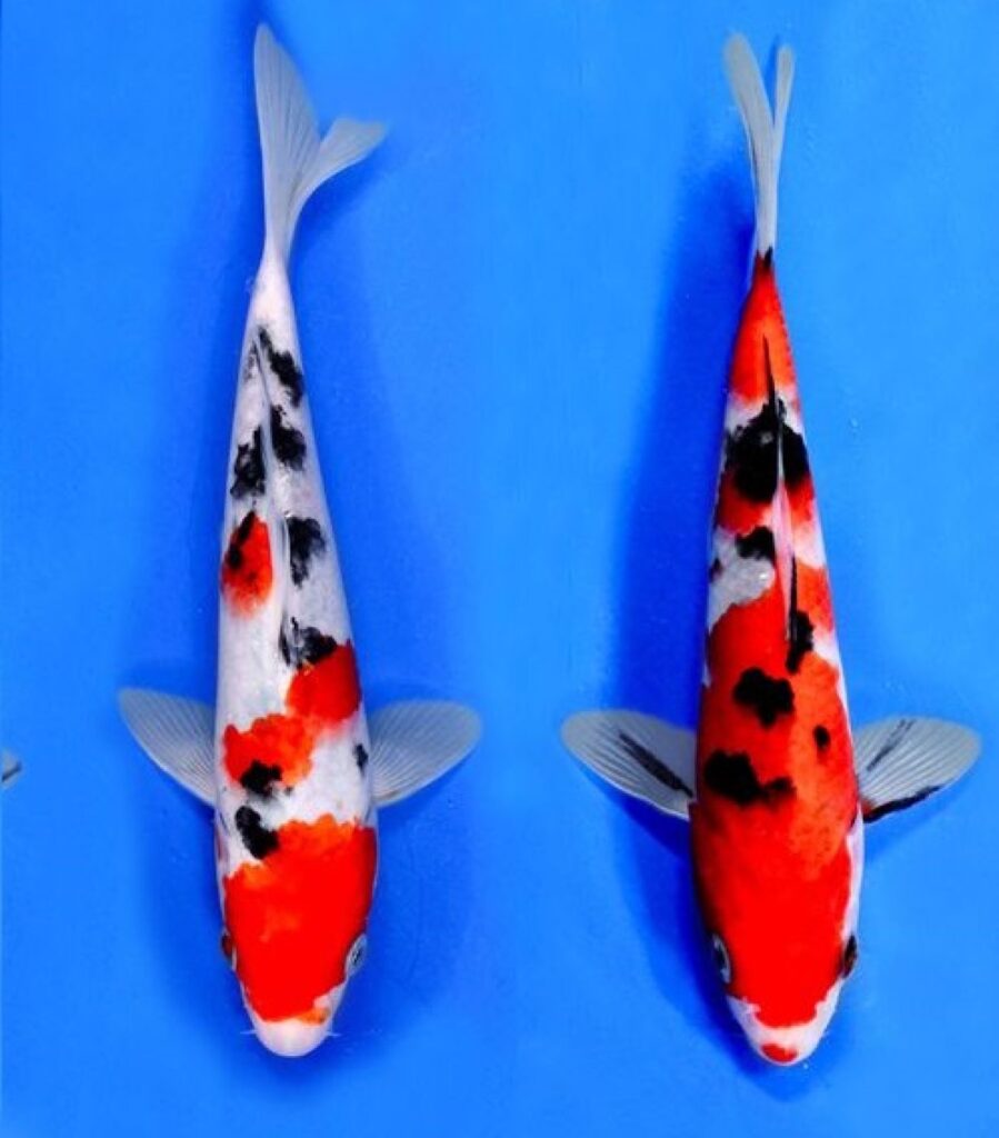 Карп кои премиум Израиль 8-10 см (Санке)