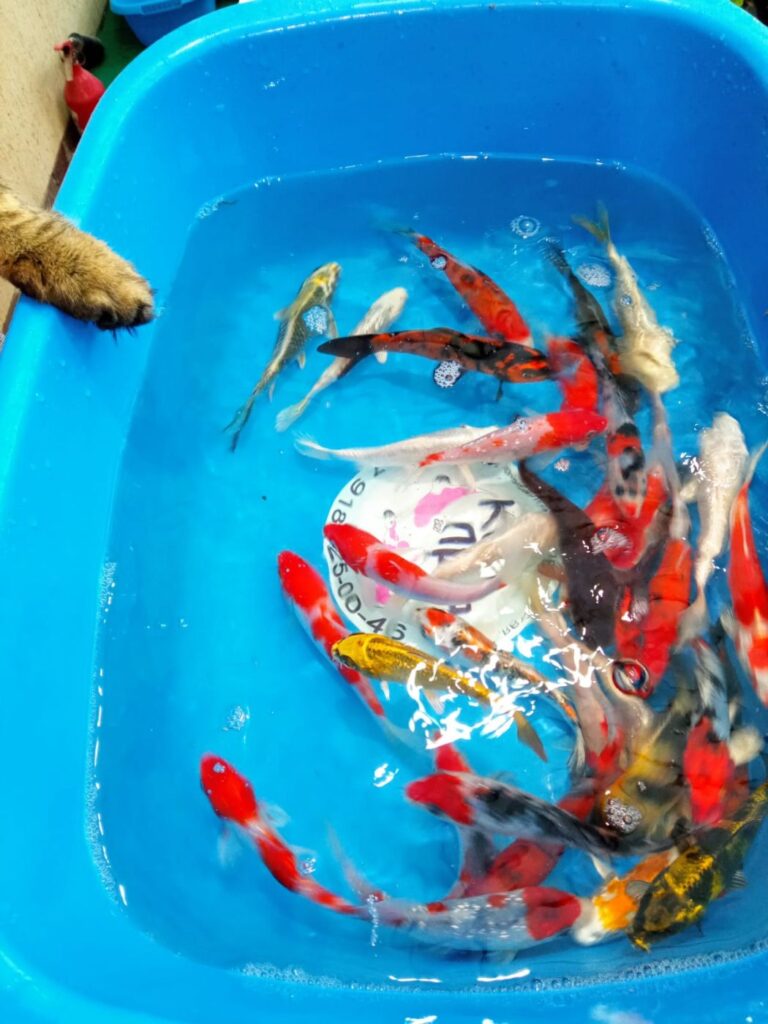 Карп кои премиум израиль 10-11 см