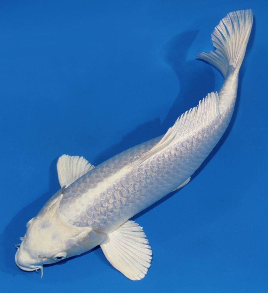 Карп кои премиум Израиль 14-15 см (платина)