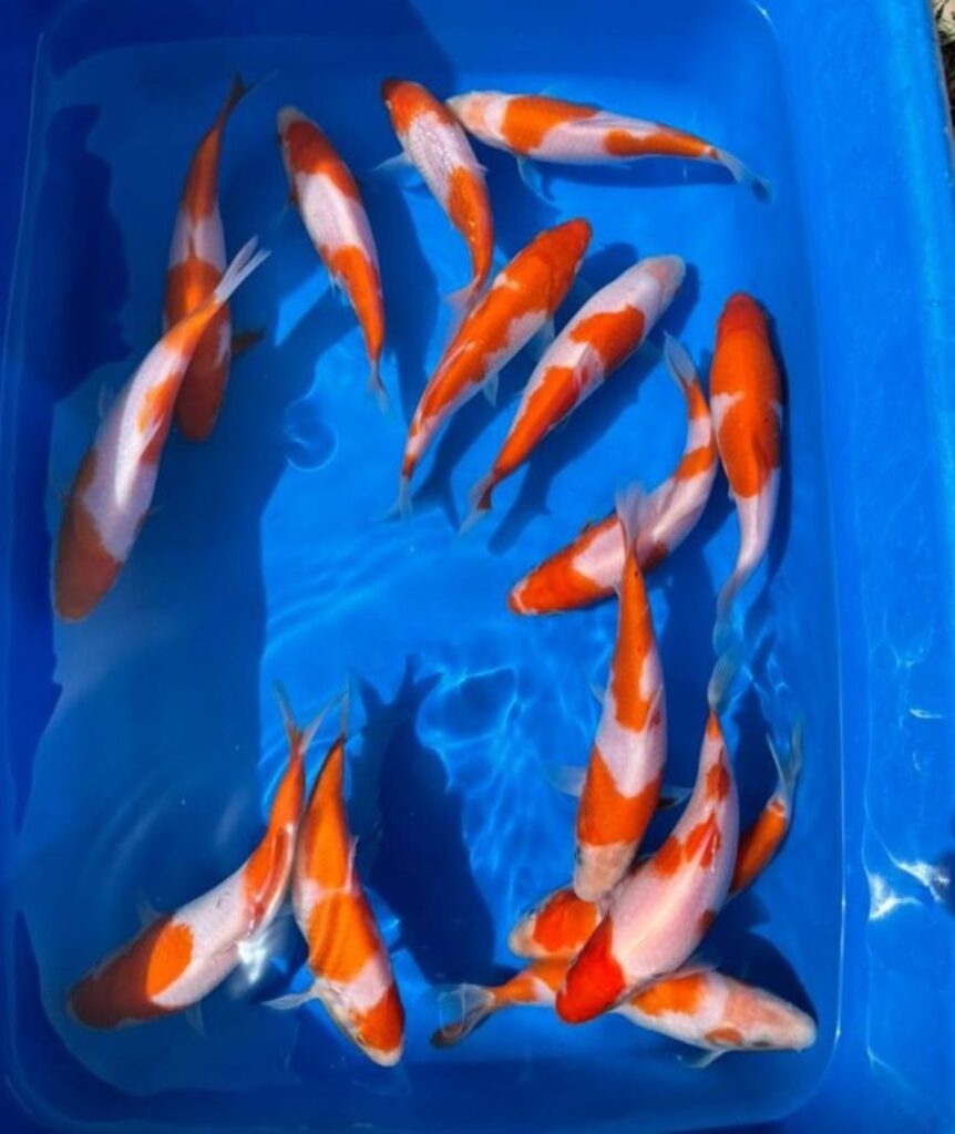 Карп кои Кохаку (красно-белые) 15-17 см