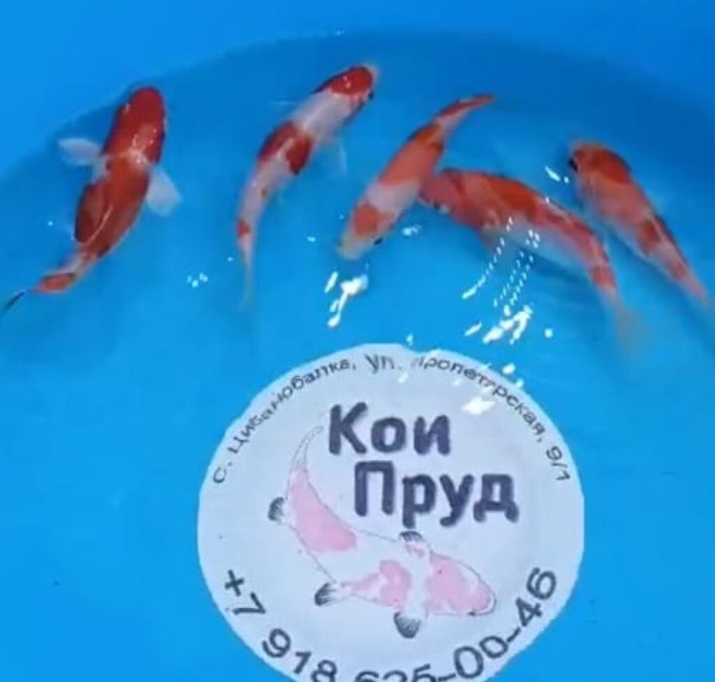 Карп кои Кохаку (красно-белые) 6-8 см