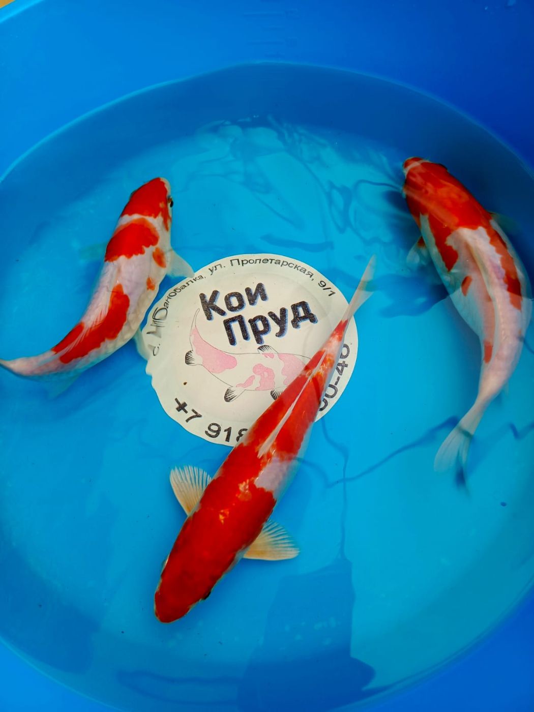 Карп кои Кохаку (красно-белые) 20-25 см