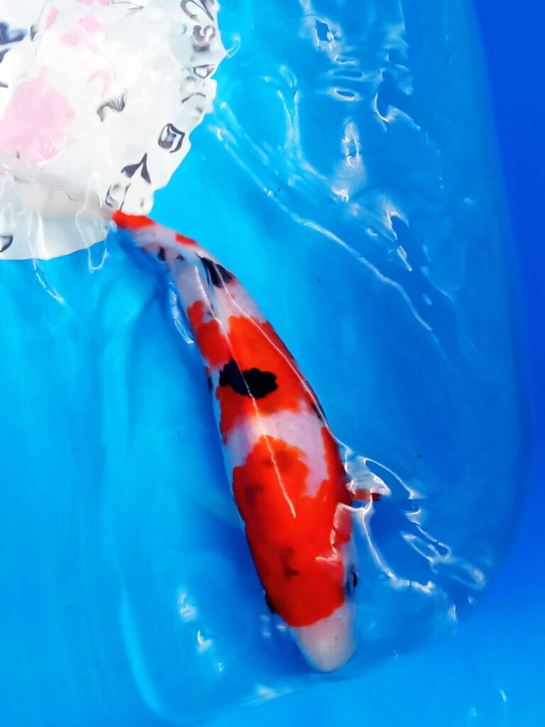 Карп кои трех цветный премиум Израиль 10-12 см