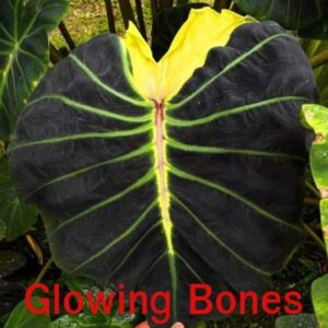 Колоказия GloWing Bones