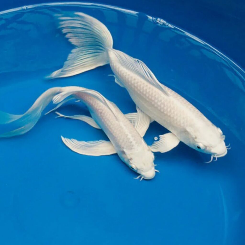 Вуалевый Карп Кои Бабочка (Butterfly) платина 6-8 см