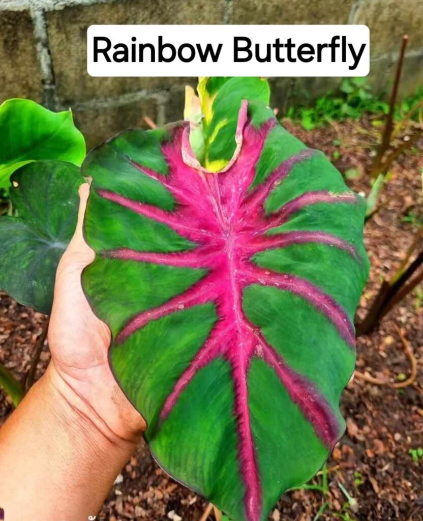 Колоказия Rain bow Butterfry
