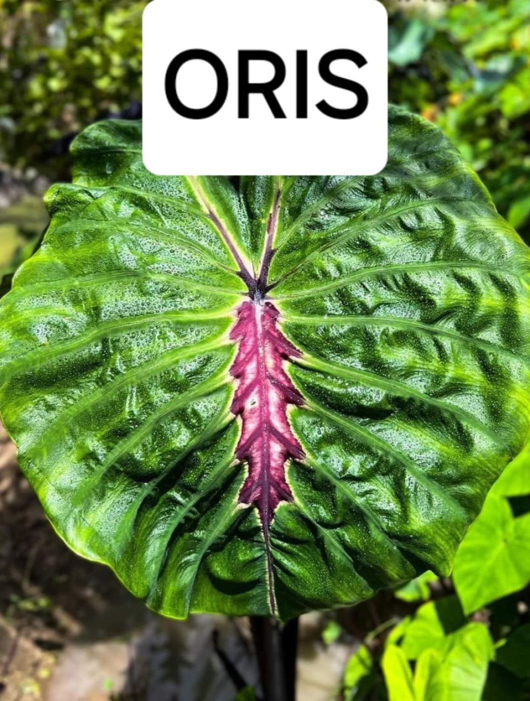 Колоказия Oris - Орис