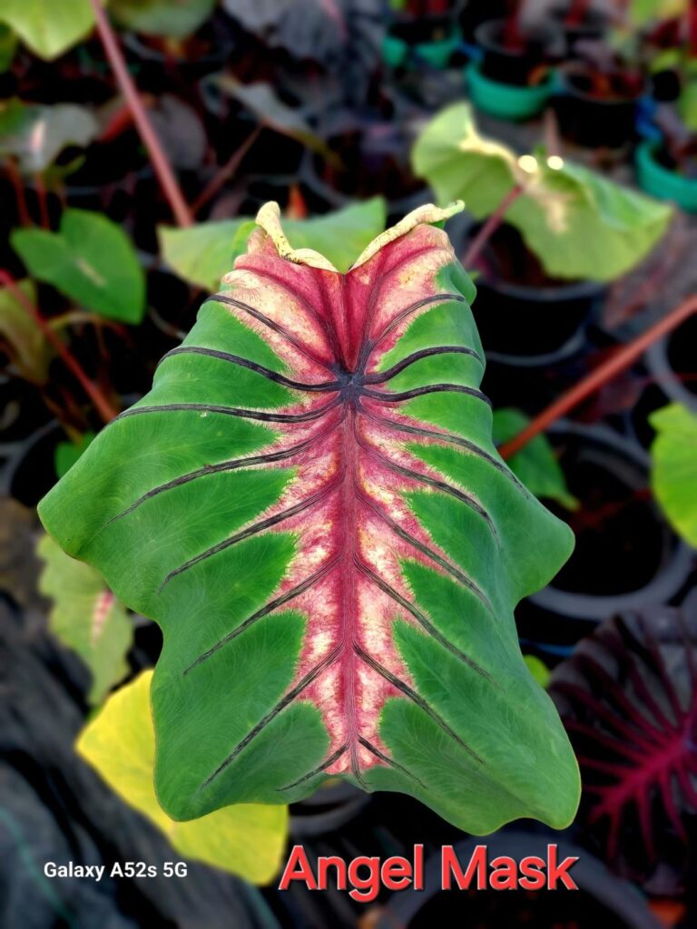 Колоказия Angel Mask
