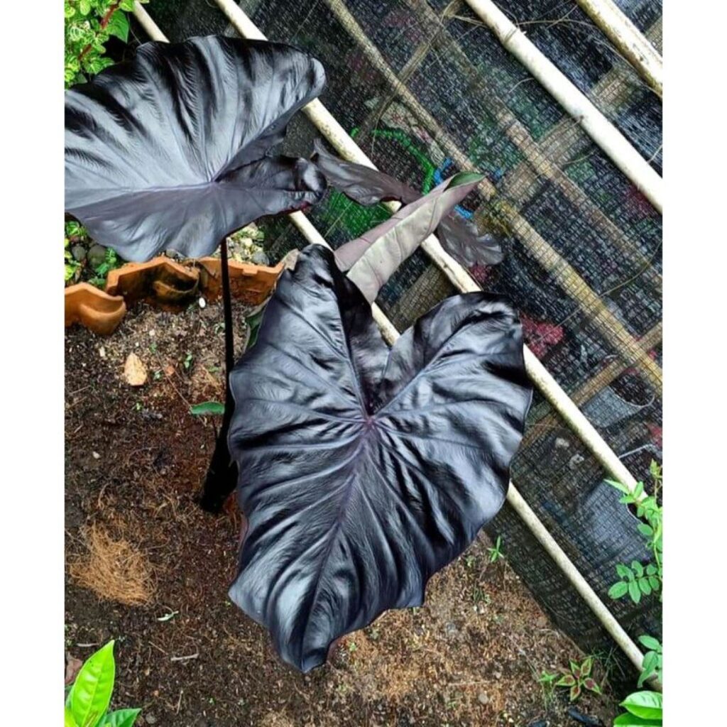 Колоказия BLACK METALLIC - Чёрный металлик 150+см