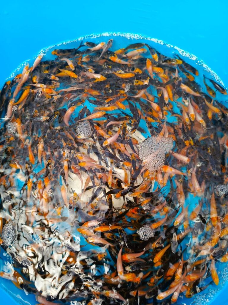 Карп Кои Микс -Санке, Кохаку, танчо, бекко, бенигои 3-5 см