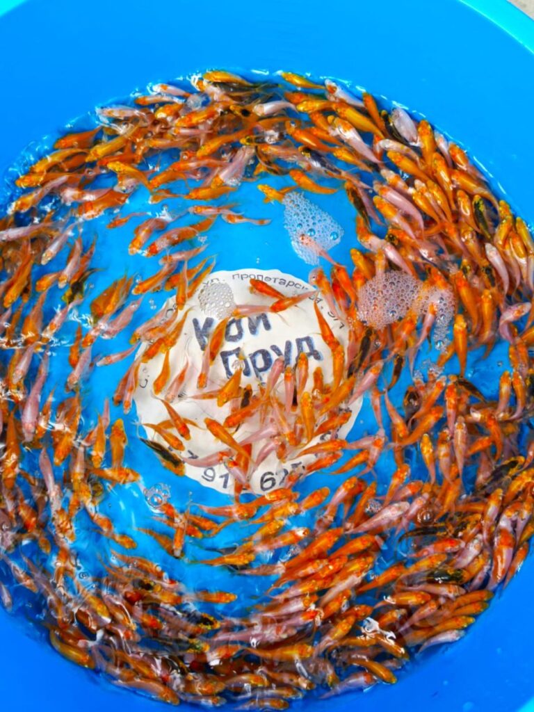 Вуалевый Карп Кои Бабочка (Butterfly) микс премиум 3-4 см