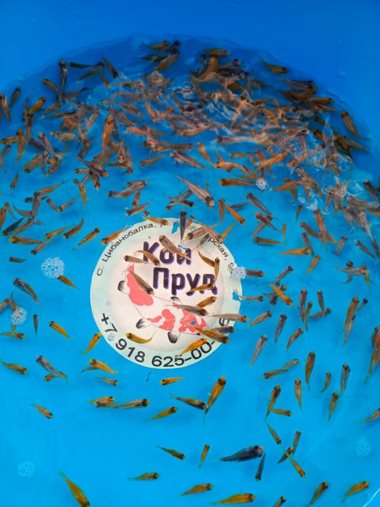 Шисуи-шисуи ханна 3-6 см