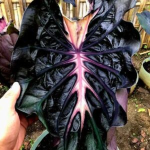 Колоказия-тропическая Thunder Strom (Тхундер Стром) (Удар Грома)