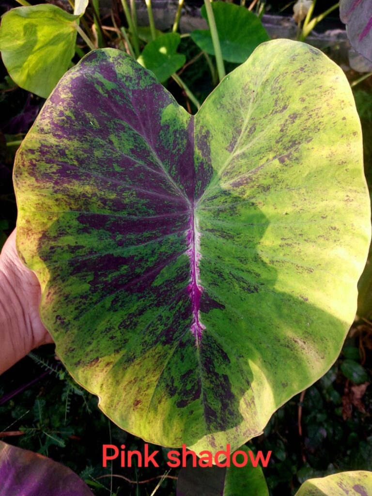 Колоказия Pink Shadow (пинк шадов)