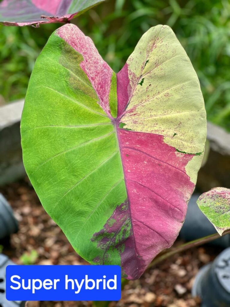 Колоказия Super hybrid - Супер гибрид