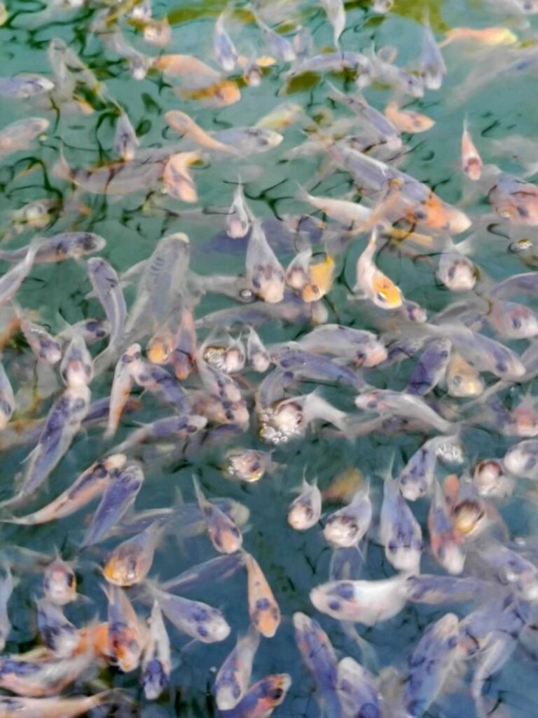 Шисуи-шисуи ханна 4-5 см