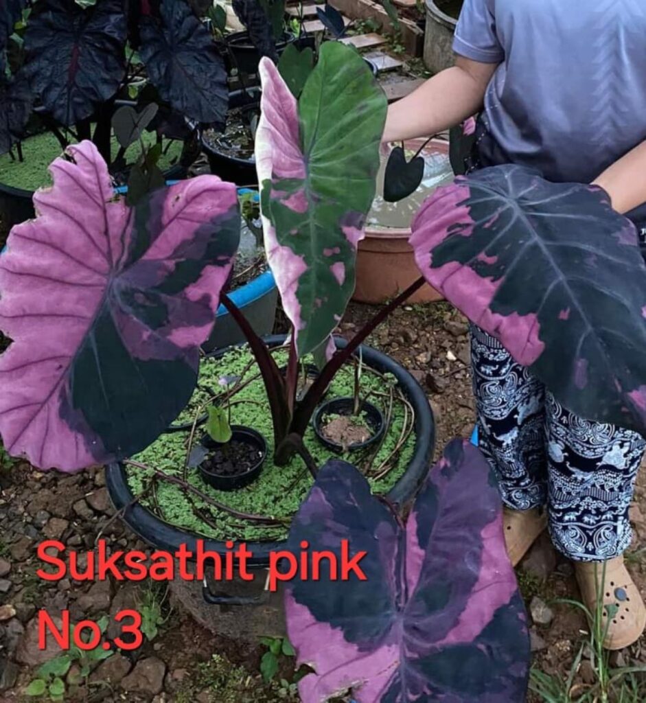 Колоказия Suksathit pink No.3 - Сатино розовый 3