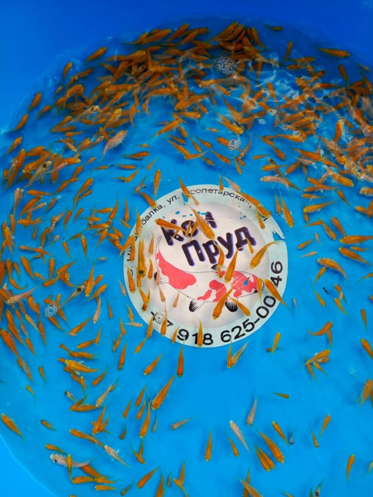 Вуалевый Карп Кои Бабочка (Butterfly) Ассорти 1,5-3 см