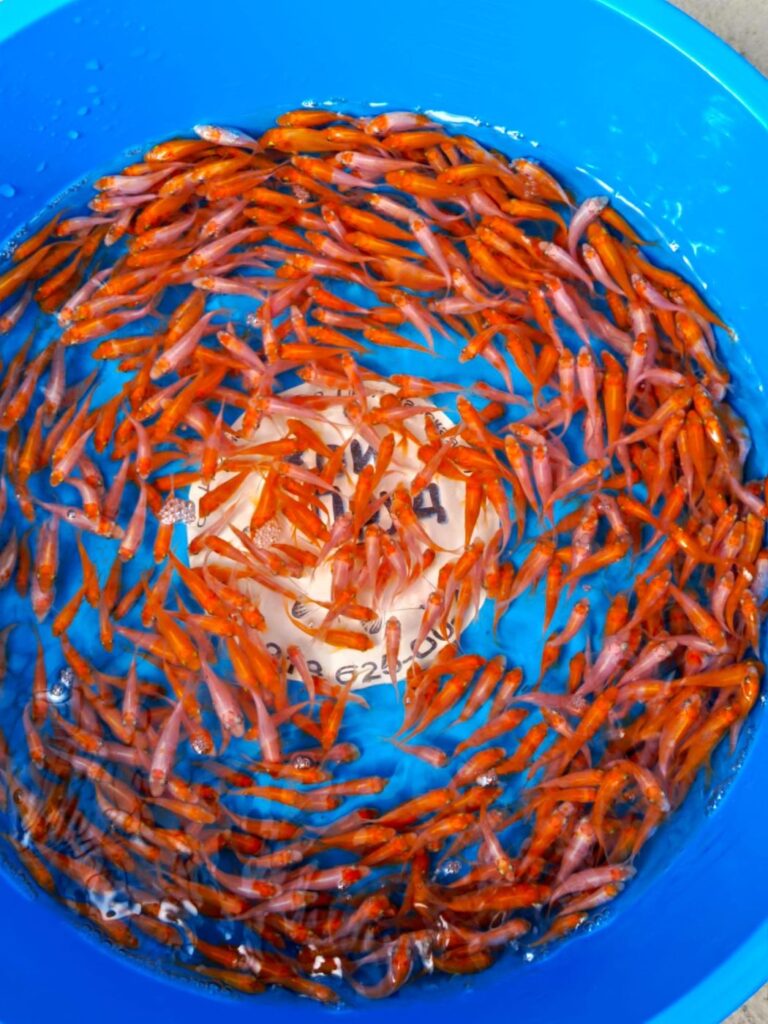 Карп кои Кохаку (красно-белые) 1,5-3 см