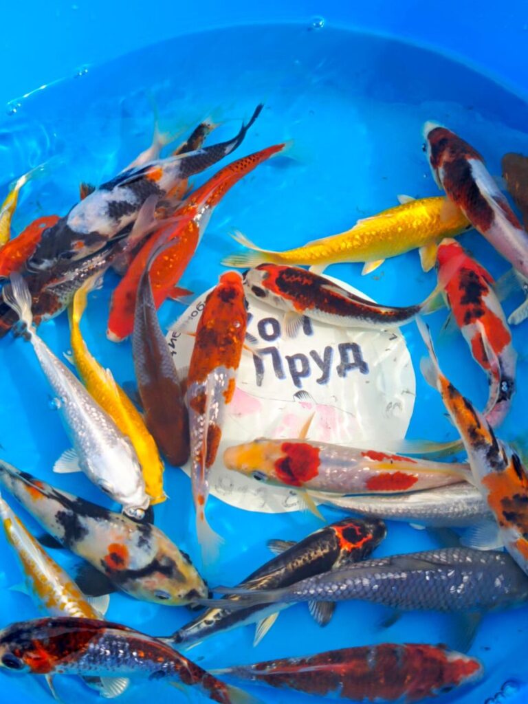 Карп кои премиум израиль 20-25 см