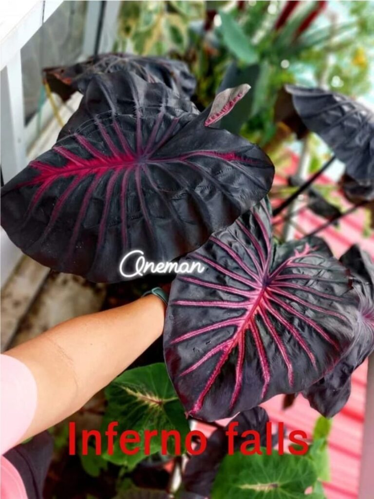 Колоказия Inferno Falls