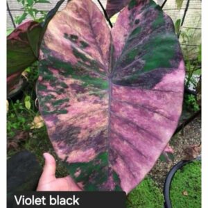 Колоказия Violet black specter