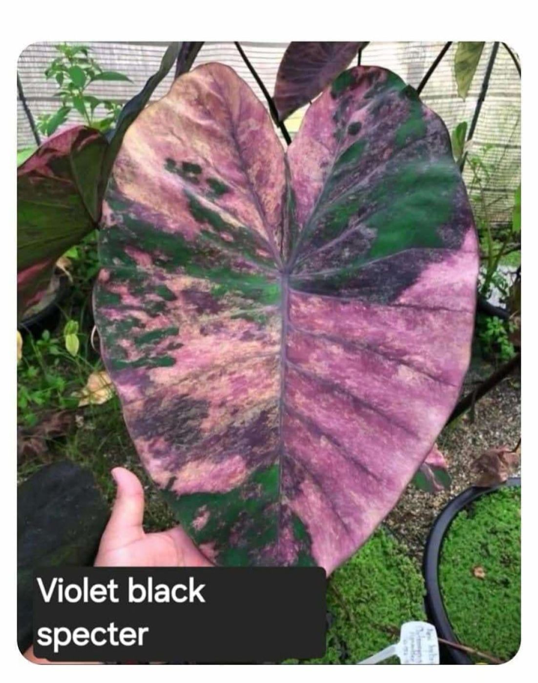 Колоказия Violet black specter