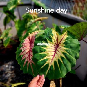 Колоказия Sunshine Day