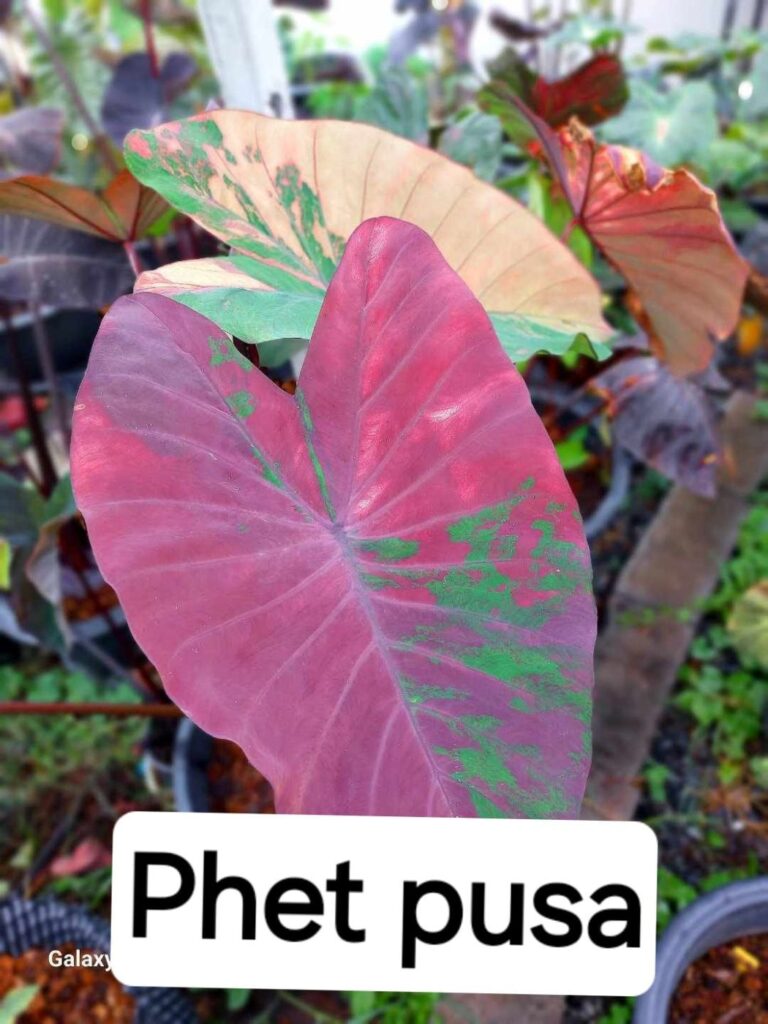 Колоказия Phet pusa