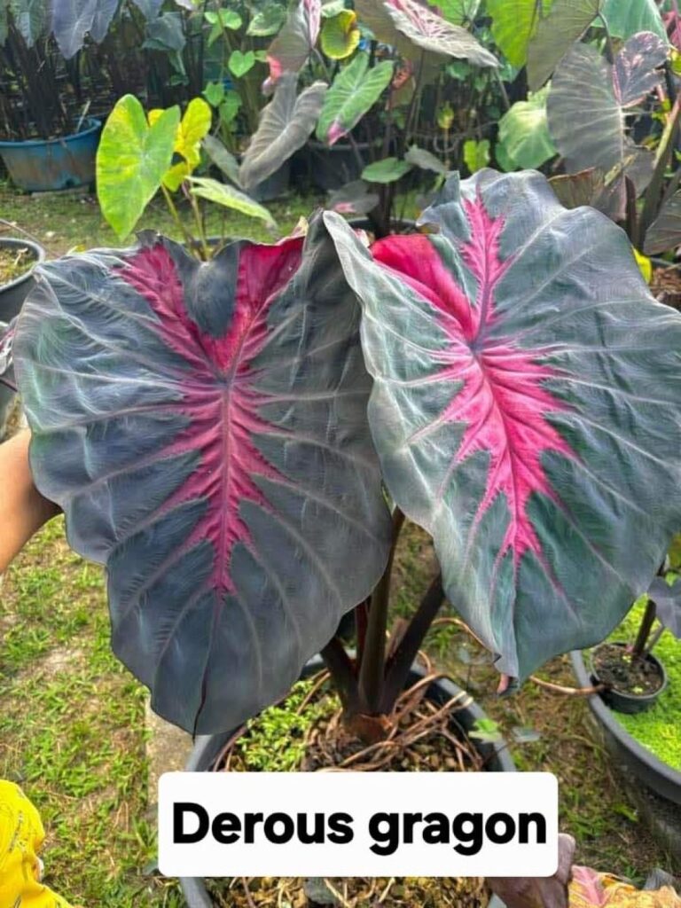 Колоказия Derous dragon