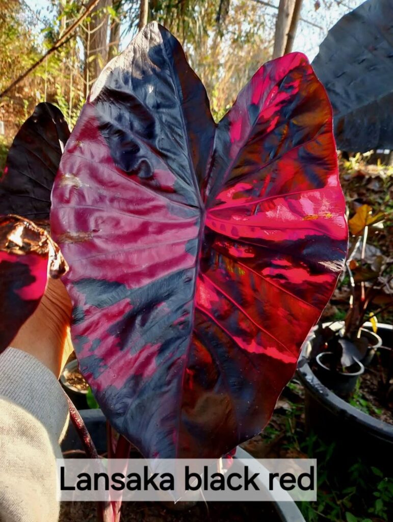 Колоказия Lansaka black red