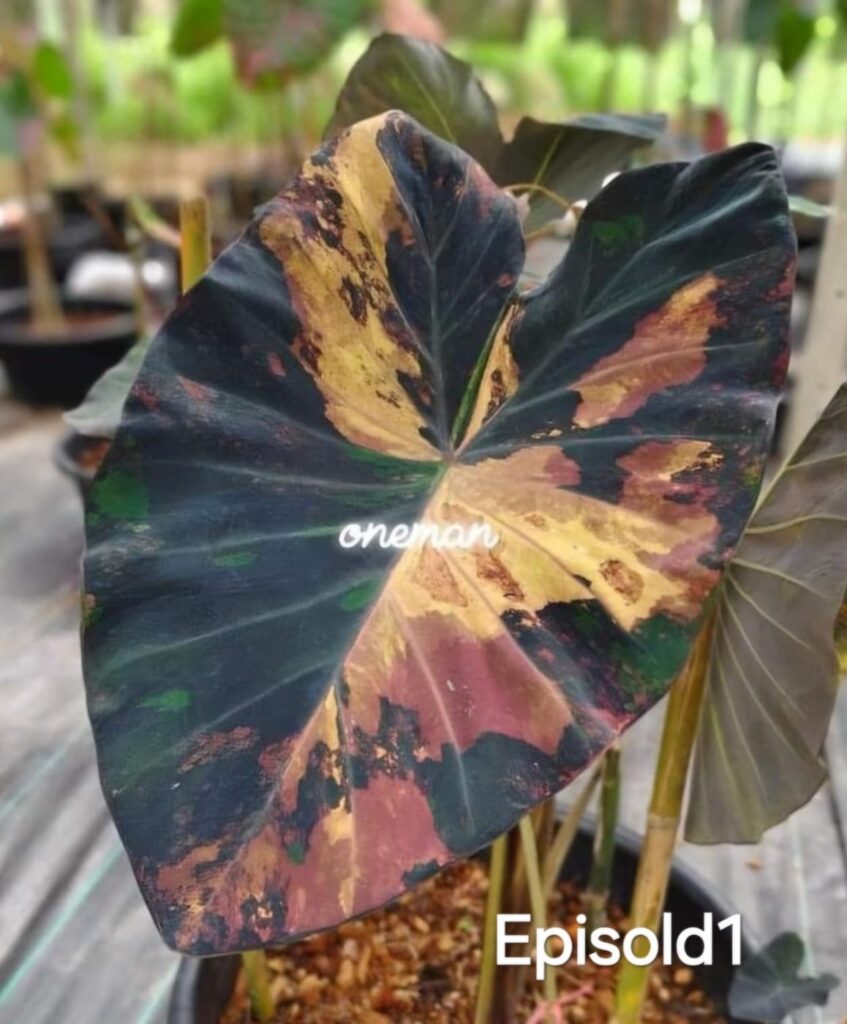 Колоказия Episold 1