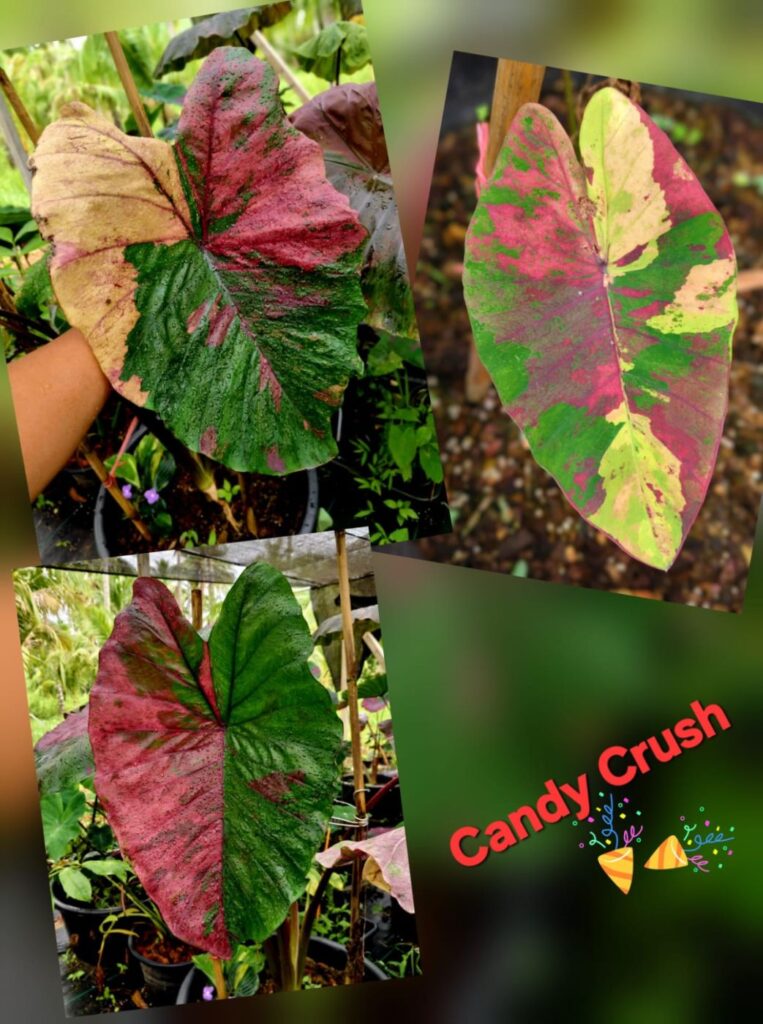 Колоказия Candy crush