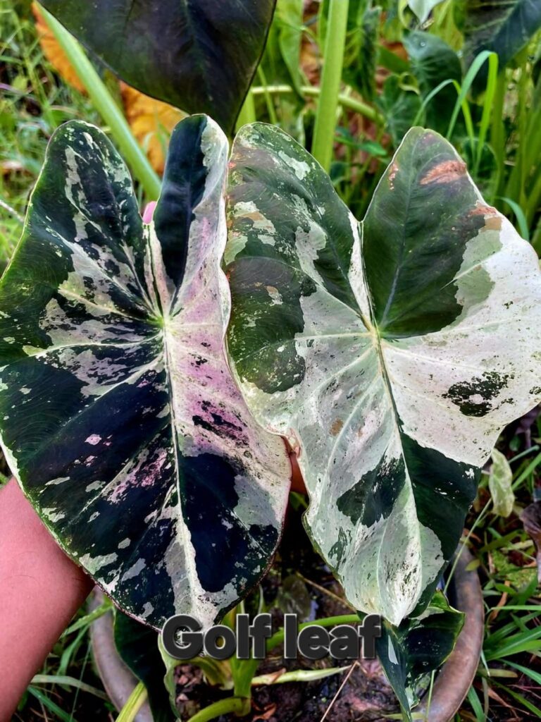 Колоказия Golf teaf