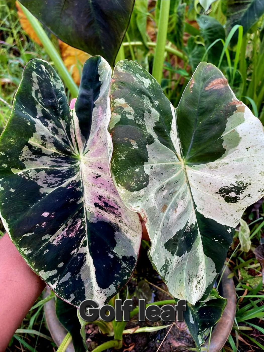 Колоказия Golf teaf