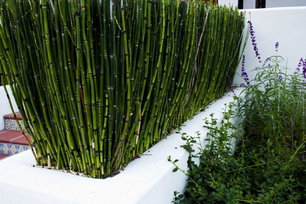 Хвощ японский (зимующий-вечно зелёный). 100 шт