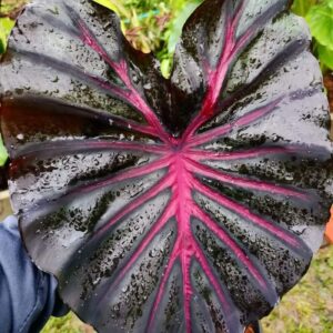 Колоказия Calder pink - Розовый кратер