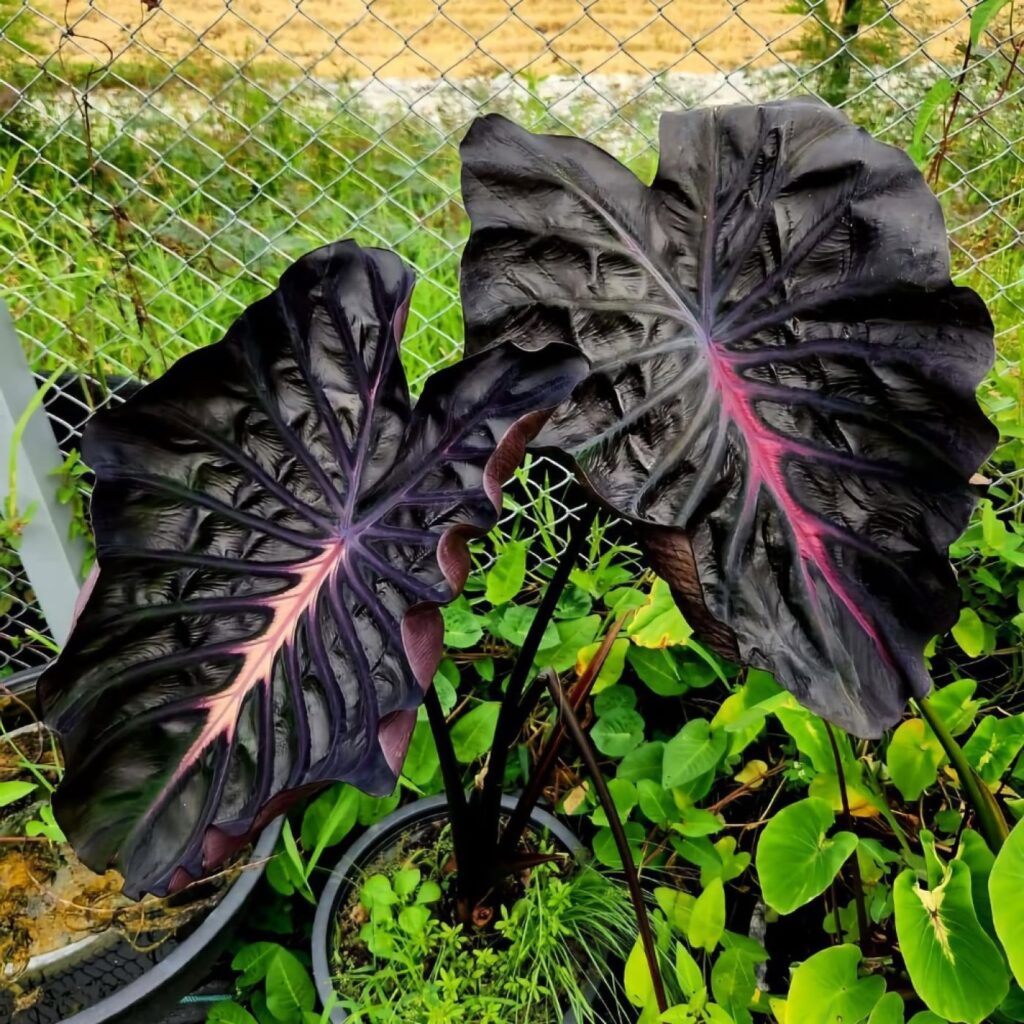 Колоказия Purple Star - Фиолетовая звезда