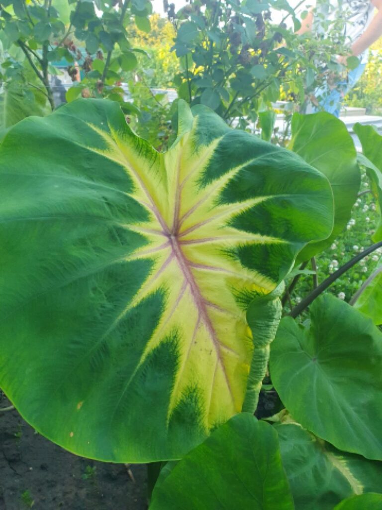 Колоказия king of diamond - Кинг оф даймонд