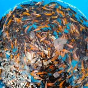 Карп Кои Микс -Санке, Кохаку, танчо, бекко, бенигои 3-5 см